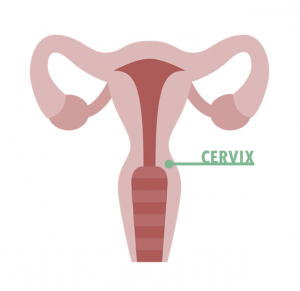 Cervix_graphic2